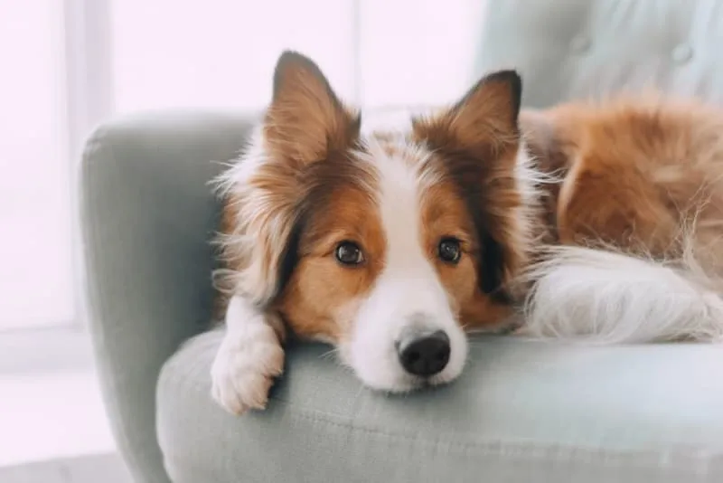 How Long Can You Leave a Dog Alone?