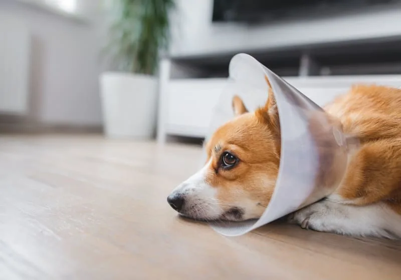 Managing Pain in Dogs After Neutering