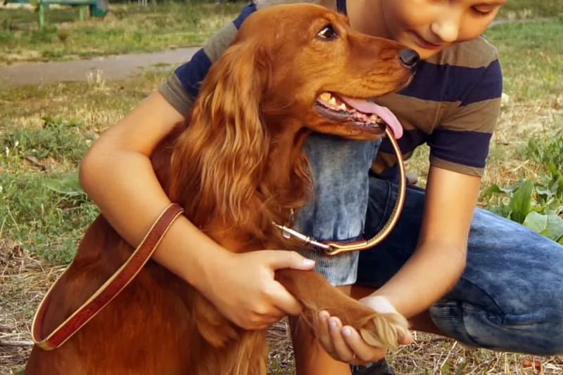 What to Do if My Dog Cut His Paw Pad?