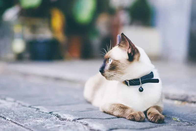 Hyperthyroidism in Cats - Symptoms & Dietary Recommendations