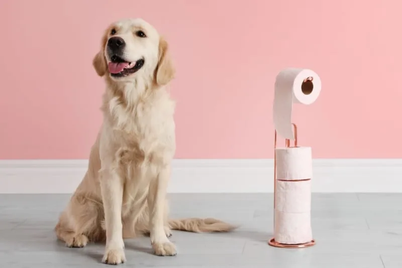 What Causes Diarrhea In Dogs?