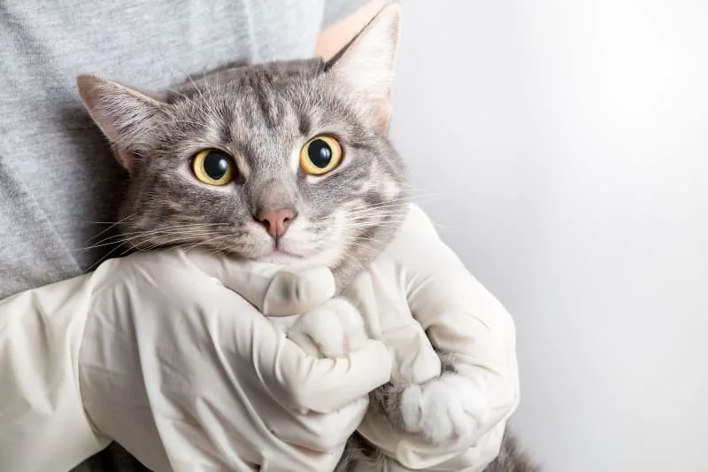 What Does The FVRCP Cat Vaccine Do?