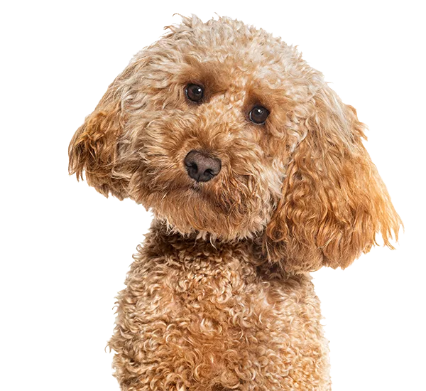 An apricot curly-haired doodle dog with its head tilted, looking at the camera.