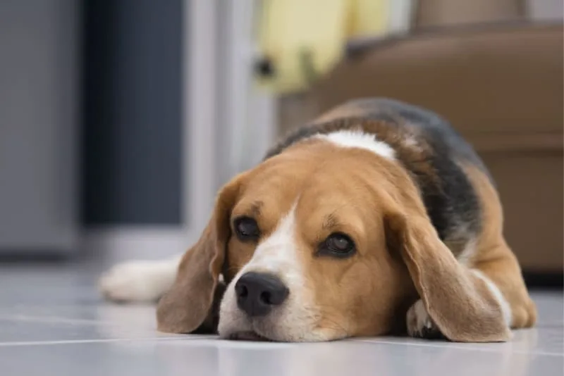 Heatstroke in Dogs