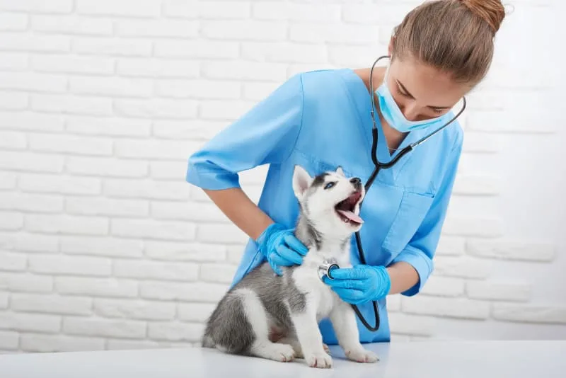 Dog & Puppy Vaccination Schedule