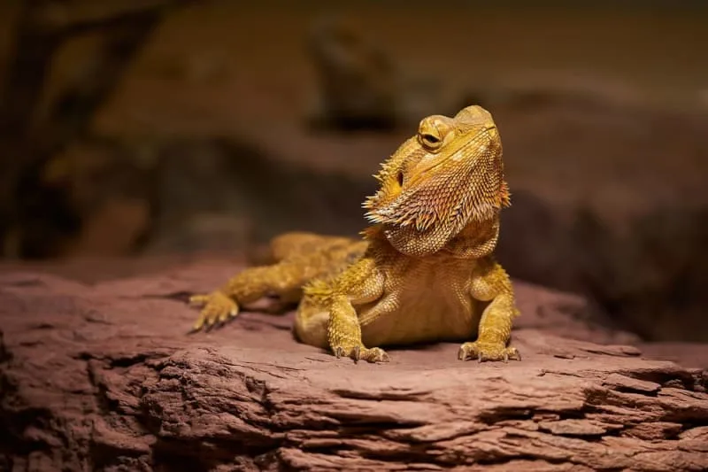 Bearded Dragon's Diet