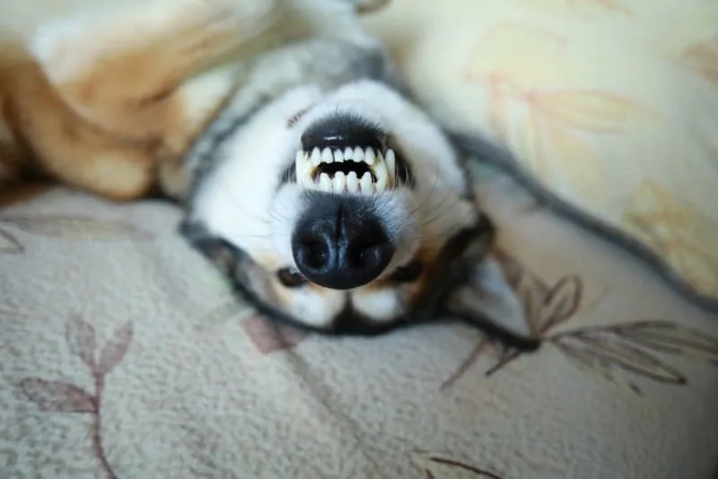 Signs Your Dog Needs Dental Cleaning