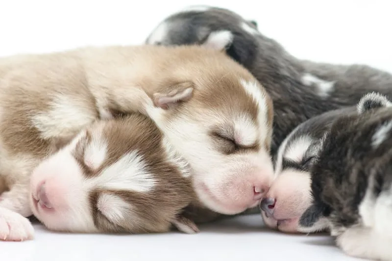 Your Guide to C-Sections in Dogs