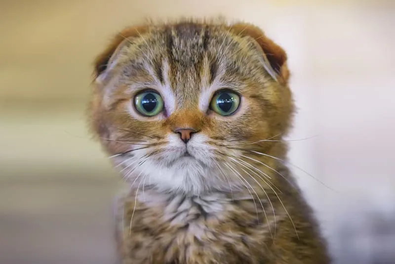 A Step by Step Guide to Getting Your Cat Fixed