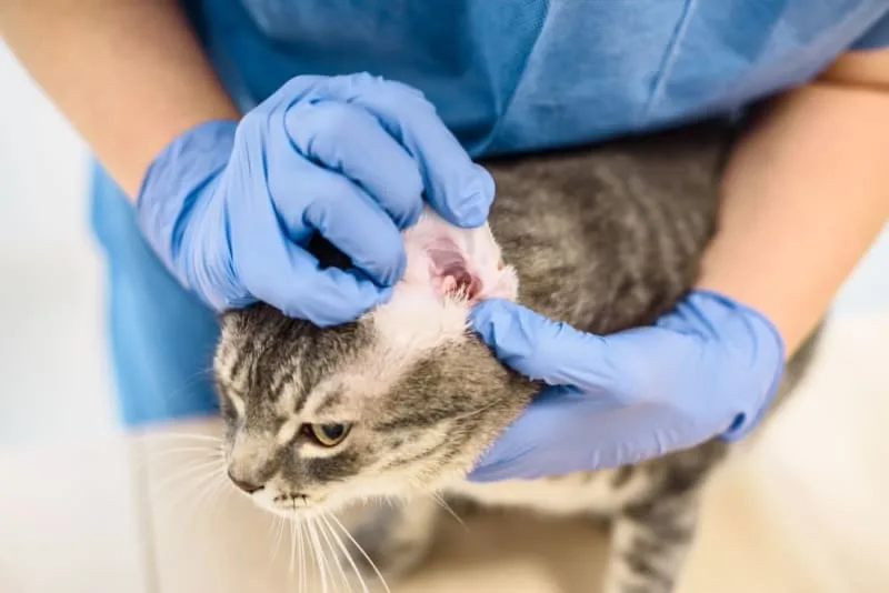 Ear Mites in Cats: Causes, Treatment & Prevention