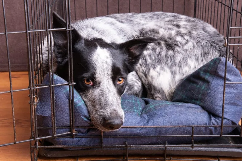 How Long Can You Leave a Dog Alone?
