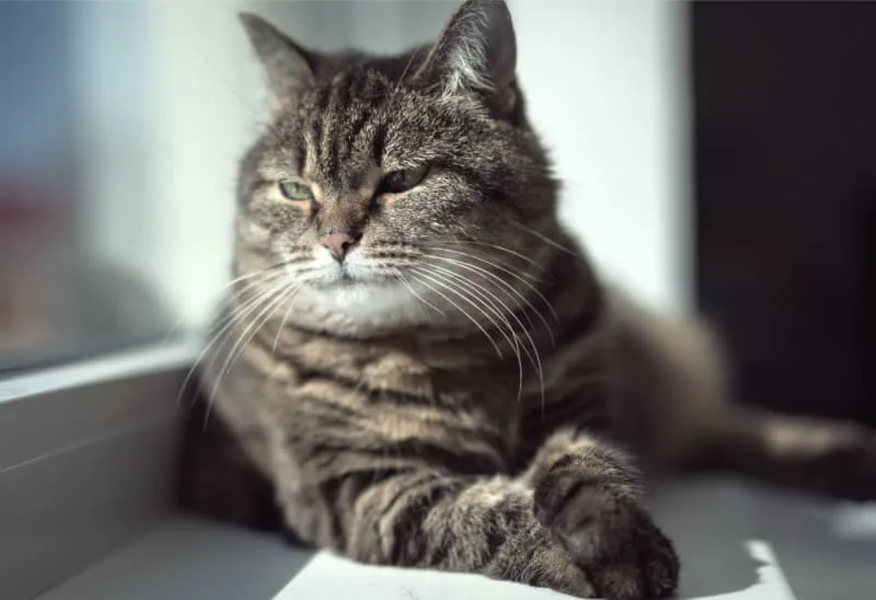 Grooming Your Senior Cat: What You Need to Know