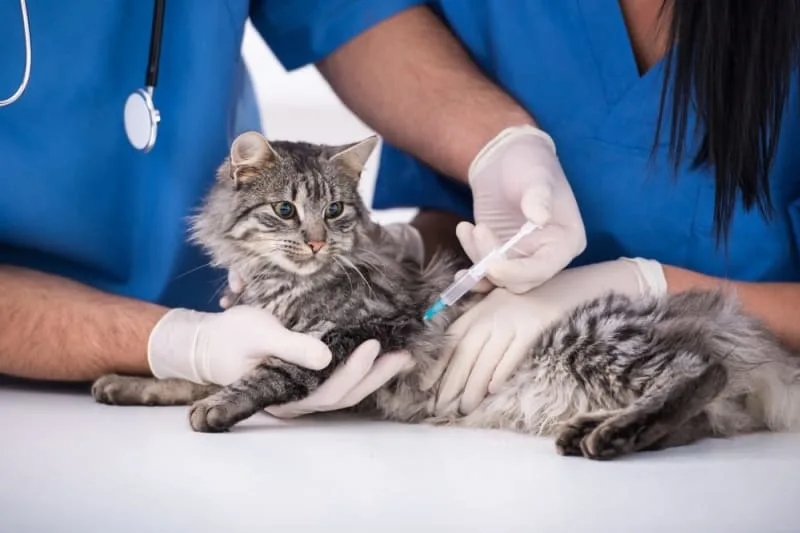 What is the FVRCP cat vaccine?