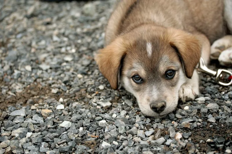 Parvovirus In Dogs