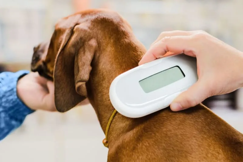 Pet Microchipping: How It Works & What to Expect