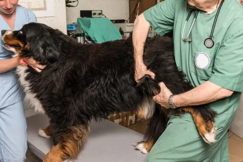What You Need to Know About FHO Surgery in Dogs & Cats