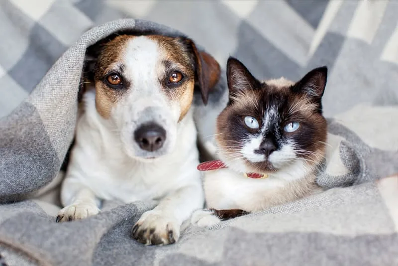 The Importance of Routine Checkups for Pets