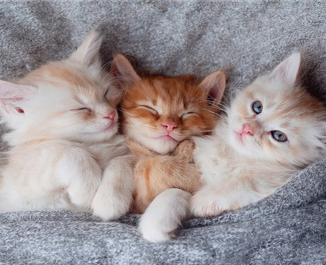 Three fluffy ginger and cream kittens cuddled together on a gray blanket, two asleep and one awake