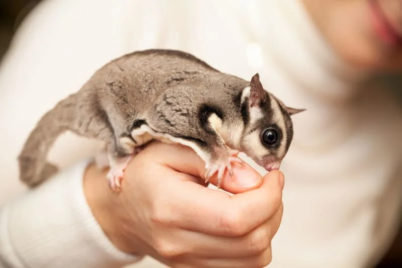 Sugar Gliders as Pets