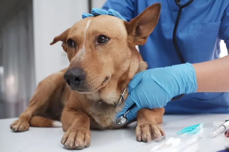 Laryngeal Paralysis in Dogs
