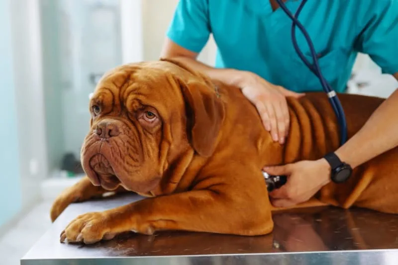 Anaplasmosis in Dogs: Symptoms & Treatment