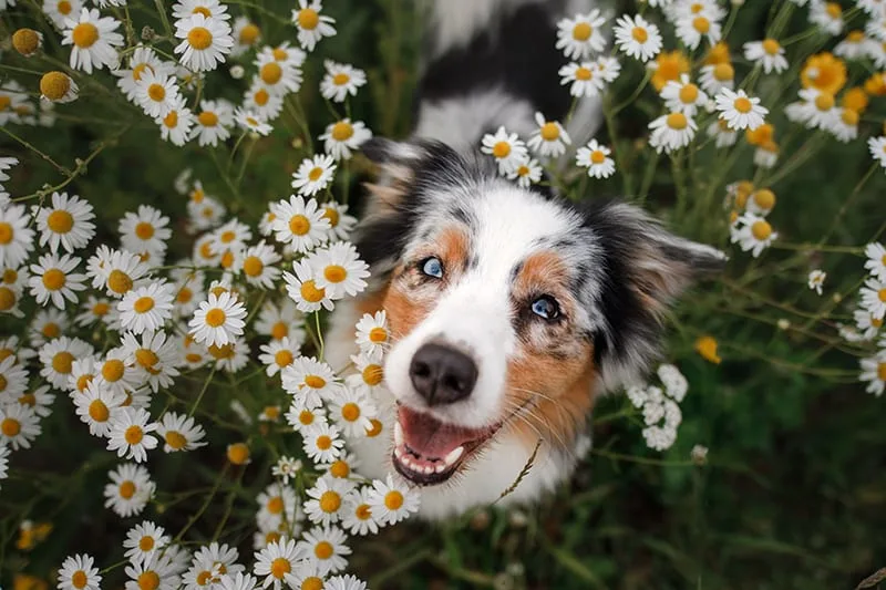 Dog Dental Care - How to Clean Your Dog's Teeth