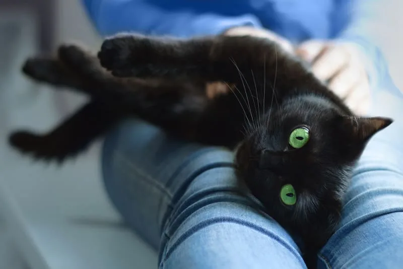 Where can I leave my cat when I need to be away from home?