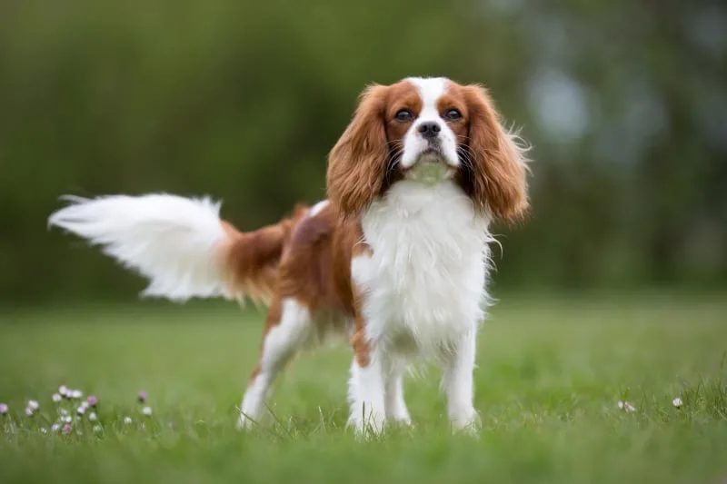 Recommended Wellness Care for Dogs