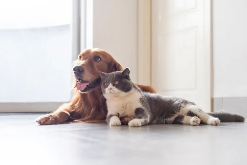 Signs Your Pet Needs Emergency Vet Care & What to Do