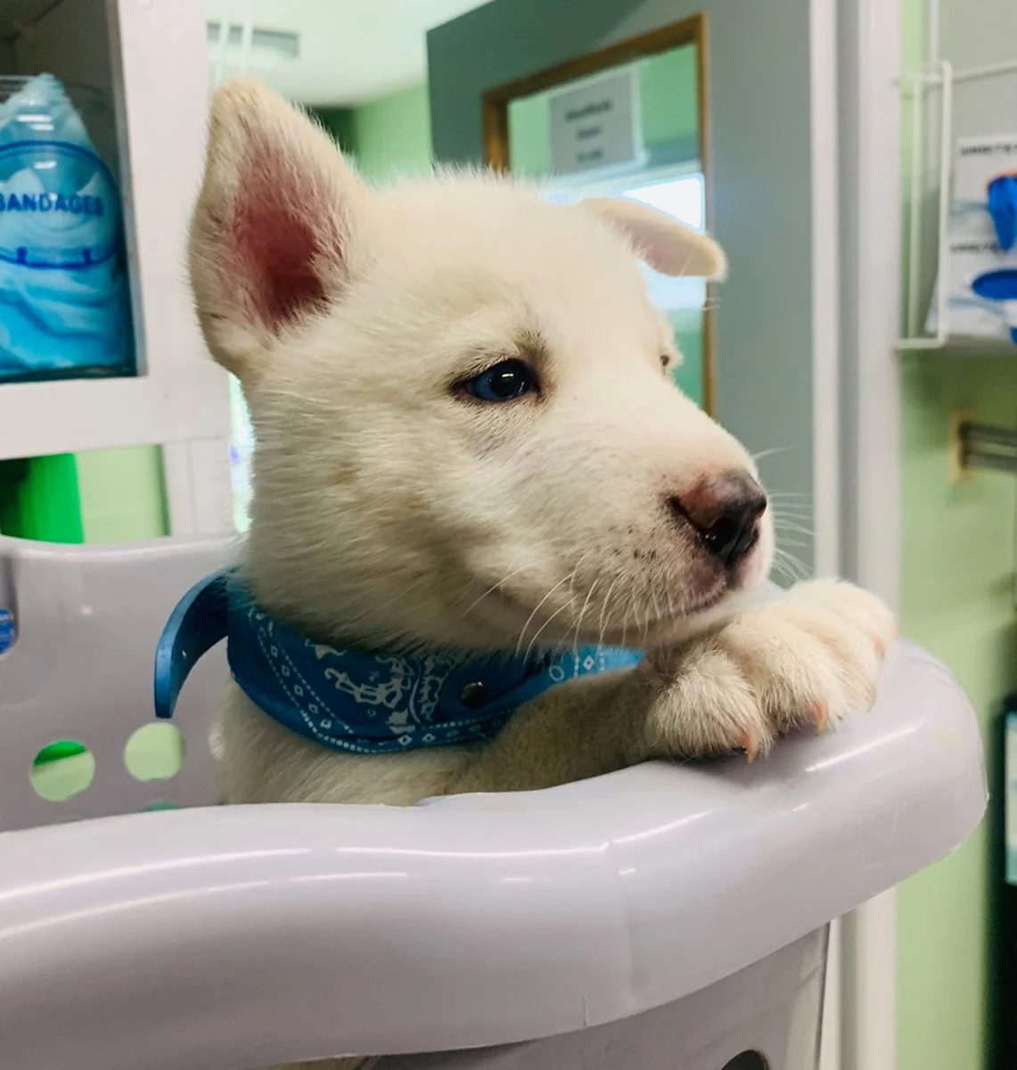 Puppy Vet in Yucaipa