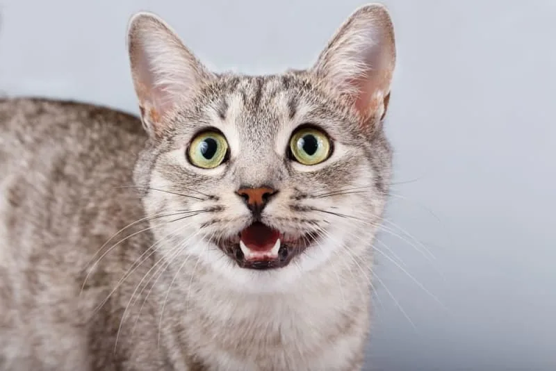 Gingivitis in Cats: Signs, Causes & Treatment