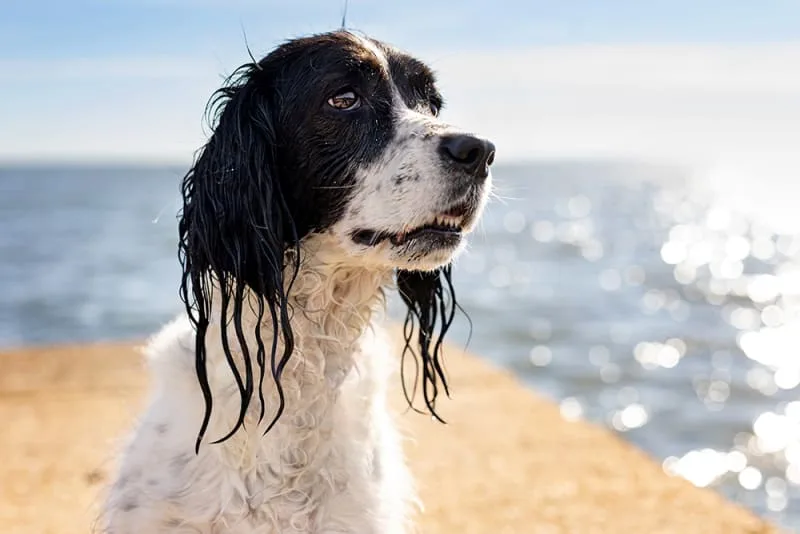 How can I tell if my dog has an ear infection?