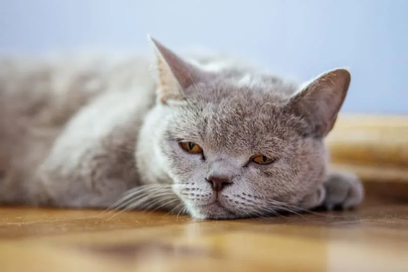 Stages of Kidney Failure in Cats