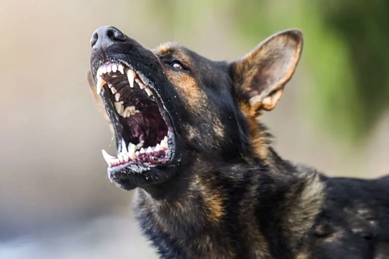 Rabies in Dogs