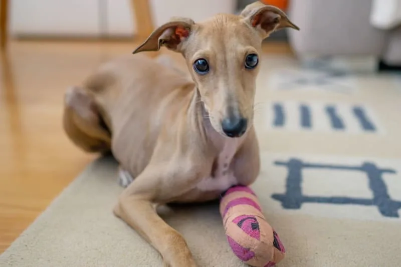 TPLO Surgery in Dogs