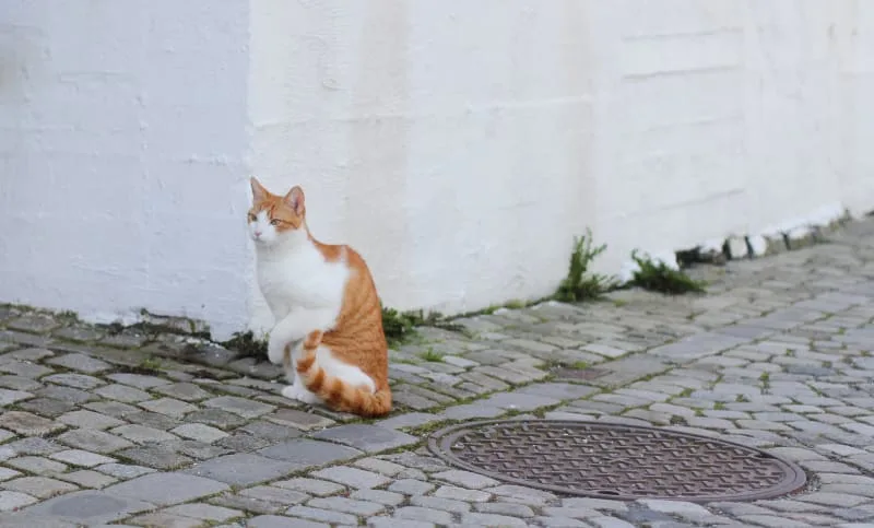 Why is My Cat Limping?