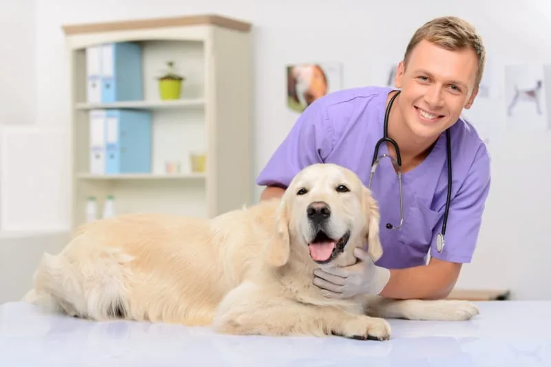 Why Are Vet Appointments So Important