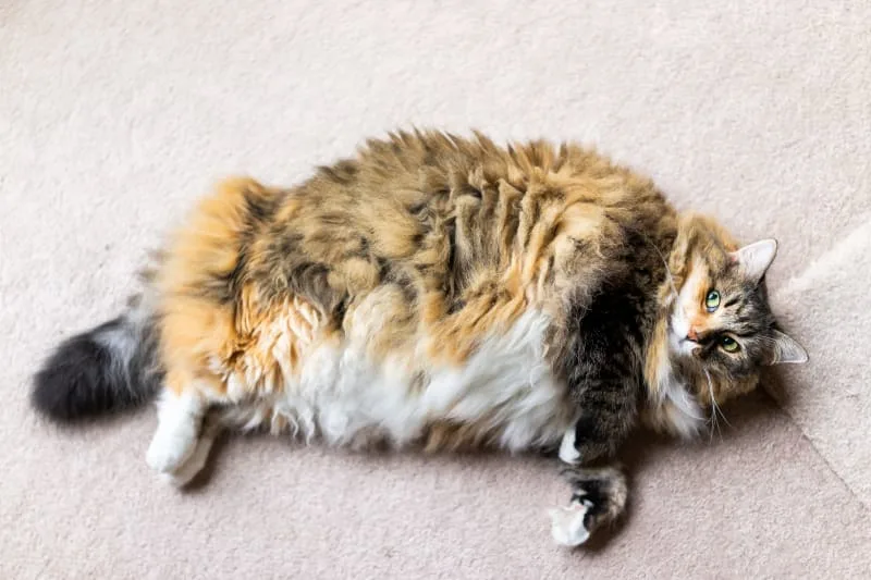 Is Your Cat Overweight? Signs, Symptoms & What to Do