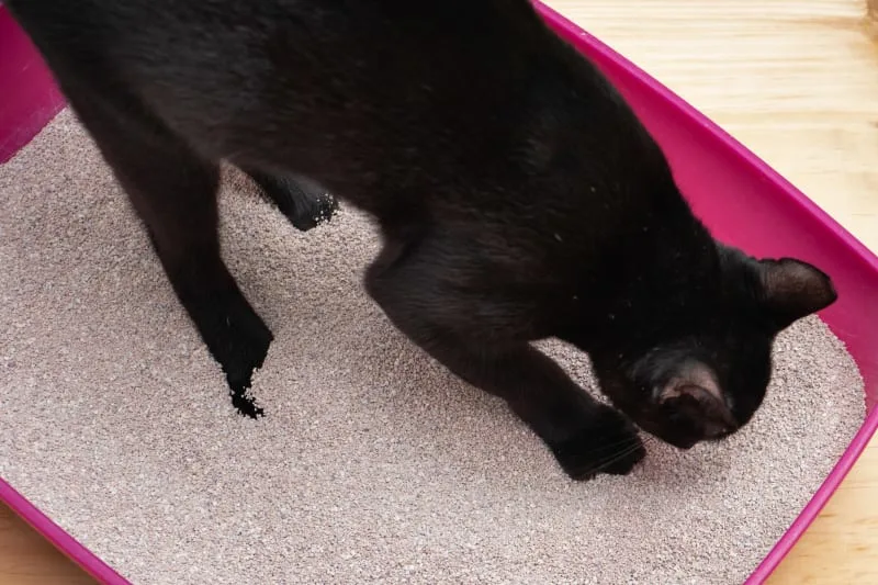 Urinary Tract Infections and Diseases in Cats