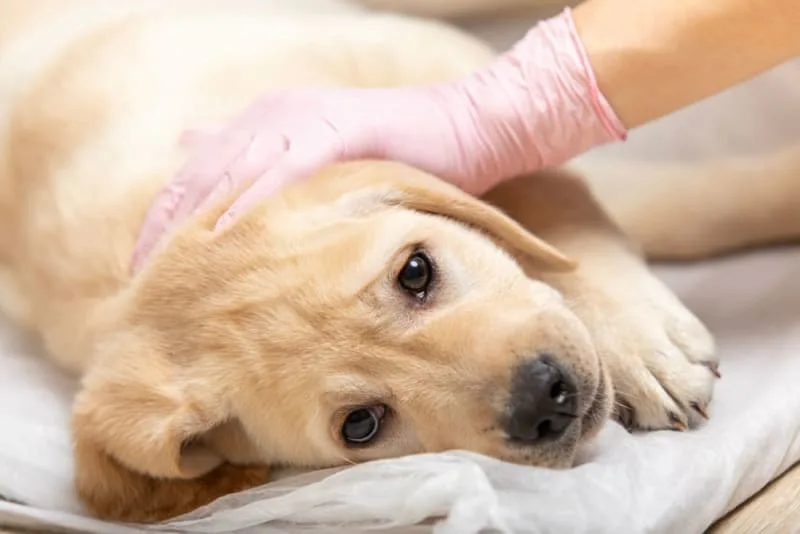 How to Prepare a Pet For Surgery