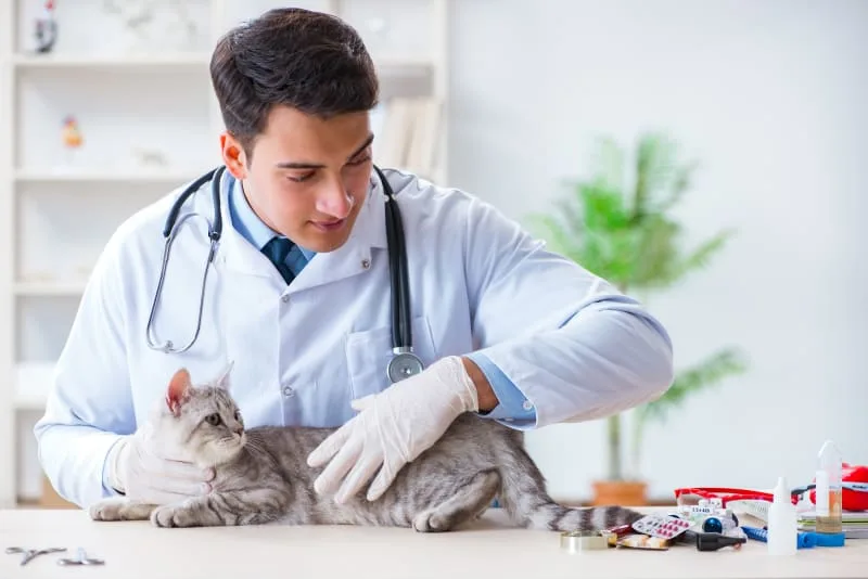 A Pet Owners Guide To Urinalysis
