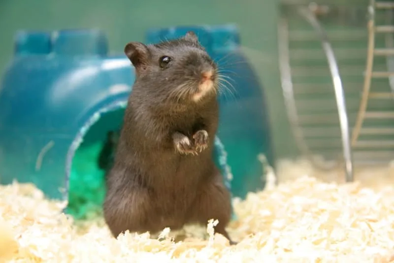 Gerbil Care Guide