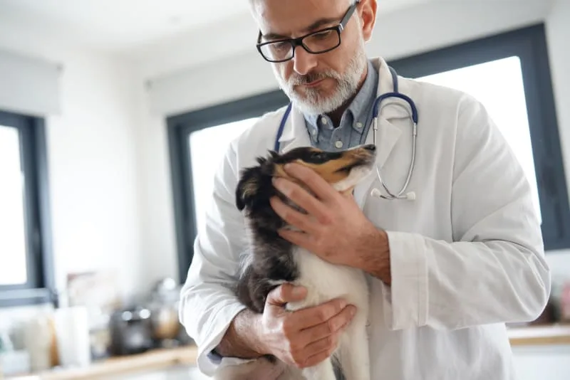 Is Pet Insurance Different From A Wellness Plan?