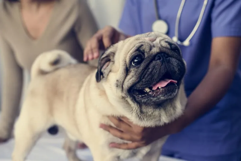 What is Cushing's Disease in Dogs?