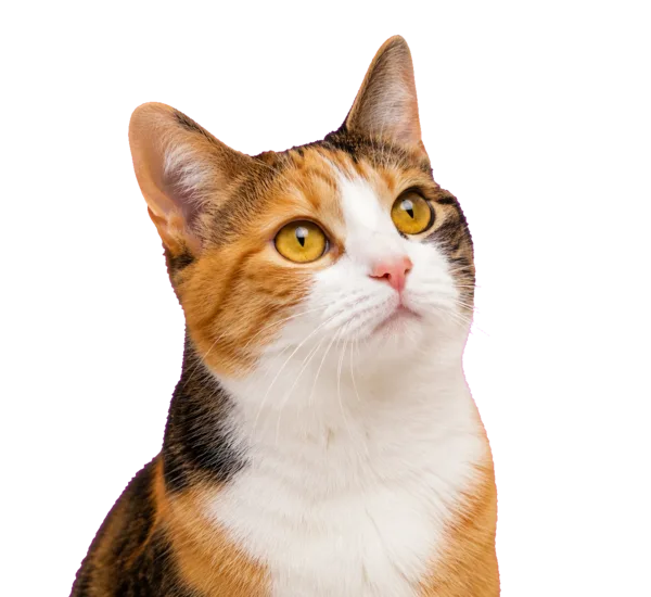A calico cat with amber eyes, looking upward.