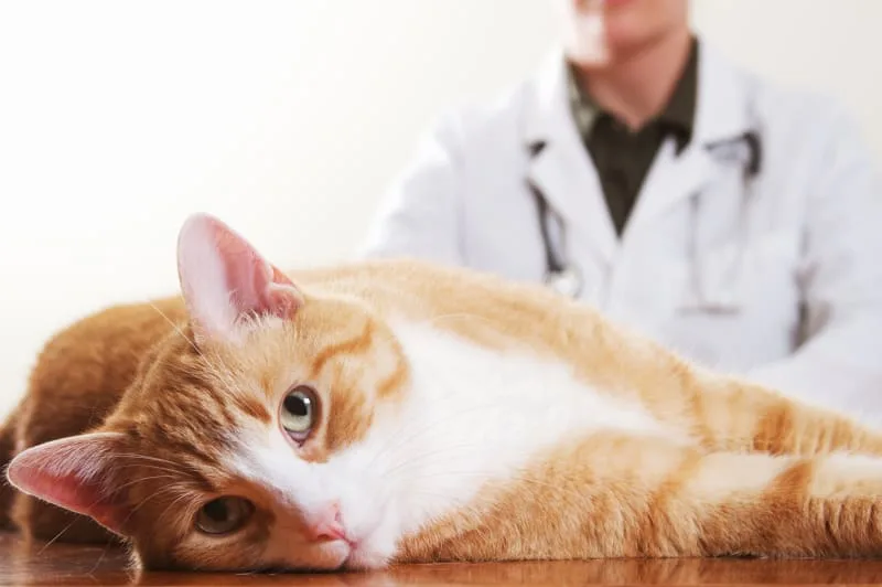 Why Does My Pet Need A Urinalysis?
