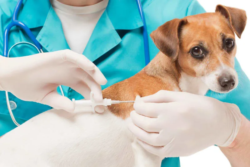 Vaccine Reactions in Dogs: Everything You Should Know