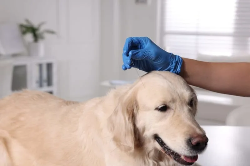 Can acupuncture help my pet feel better?