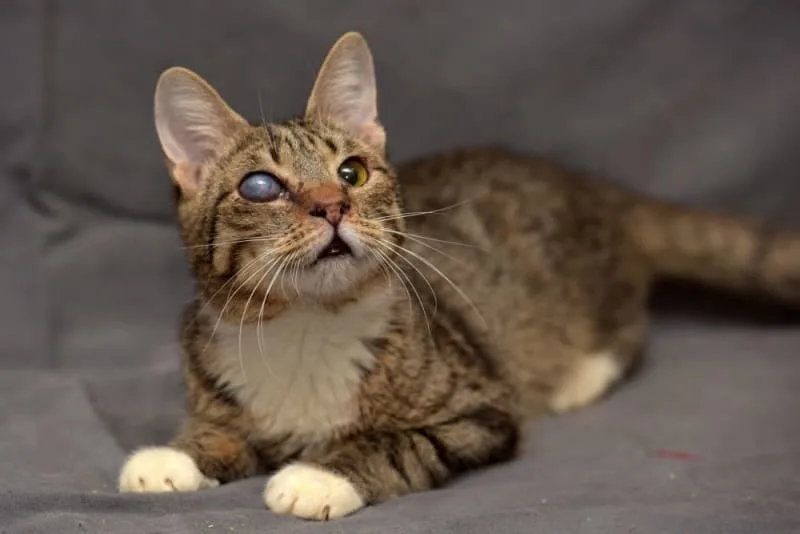 Cataracts in Cats