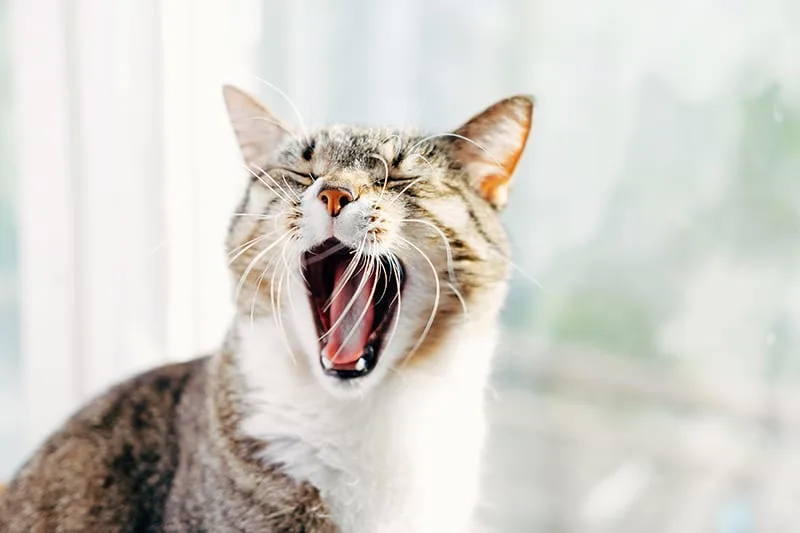 Common Dental Problems in Cats & How to Prevent Them